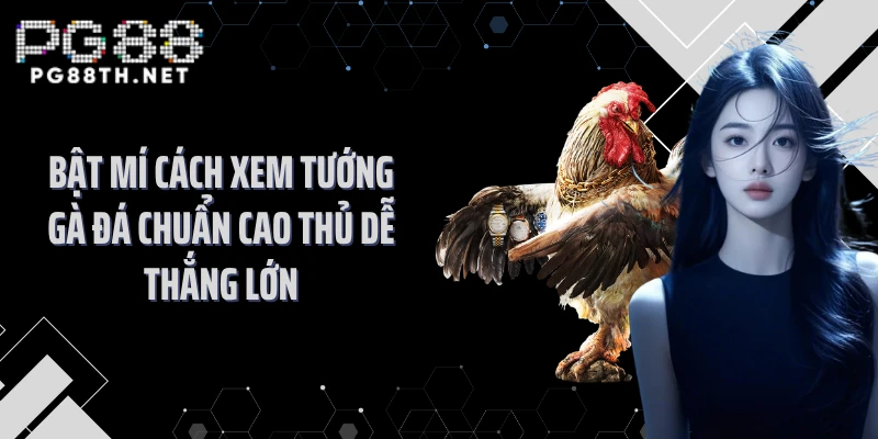 Bật Mí Cách Xem Tướng Gà Đá Chuẩn Cao Thủ Dễ Thắng Lớn