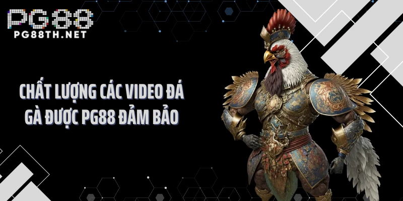 Chất lượng các video đá gà được PG88 đảm bảo