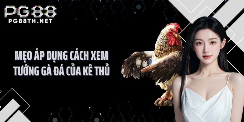 Mẹo áp dụng cách xem tướng gà đá của kê thủ
