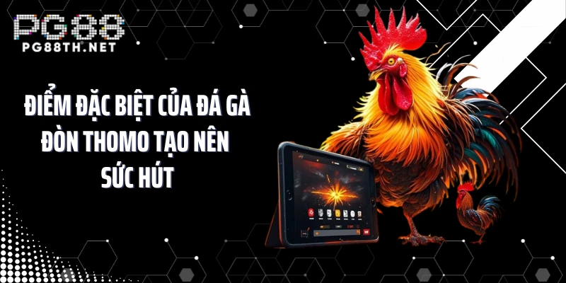 Điểm đặc biệt của đá gà đòn Thomo tạo nên sức hút
